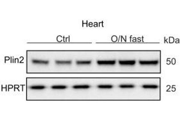 ADRP antibody  (N-Term)