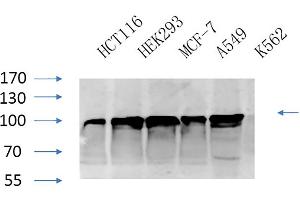 Western Blot analysis of HCT116 (1), HEK293 (2), MCF-7 (3), A594 (4), K562 (5), diluted at 1:1000. (Calnexin antibody)