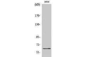 Western Blotting (WB) image for anti-c-Fos (c-Fos) (Ser387) antibody (ABIN3183883) (c-FOS antibody  (Ser387))
