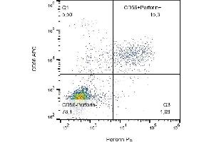 Intracellular staining of perforin in human peripheral blood cells with anti-perforin PE. (Perforin 1 antibody  (PE))