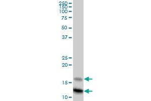 SAA4 MaxPab polyclonal antibody. (SAA4 antibody  (AA 1-130))