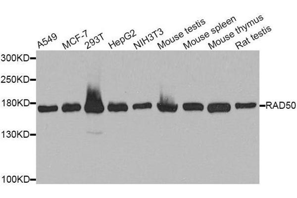 RAD50 antibody  (AA 1-100)