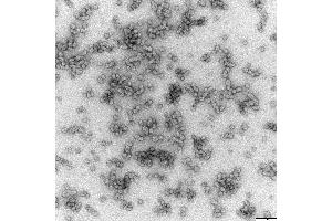 HBSAg Protein-VLP