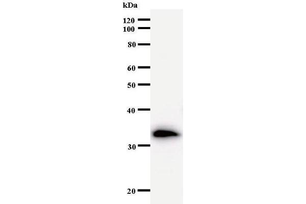 Transportin 3 antibody