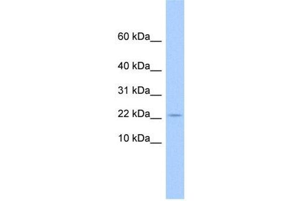 GOLGA7B antibody  (N-Term)