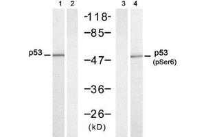 Western blot analysis of extracts from HT-29 cells untreated or treated with UV (20min), using p53 (Ab-6) antibody (E021083, Lane 1 and 2) and p53 (phospho-Ser6) antibody (E011092, Lane 3 and 4) (p53 antibody  (pSer6))