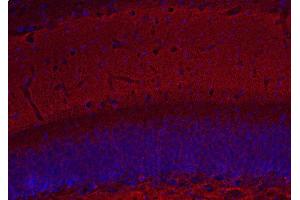 Indirect immunostaining of PFA fixed mouse hippocampus section (dilution 1 : 500; red). (Complexin 1, 2 (C-Term) antibody)