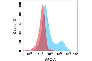 Flow cytometry analysis with Anti-CD37 (DM166) on Expi293 cells transfected with human CD37 (Blue histogram) or Expi293 transfected with irrelevant protein (Red histogram). (CD37 antibody  (AA 112-241))