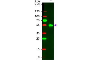 Western Blot of Donkey anti-Rabbit IgG Pre-Absorbed Rhodamine Conjugated Secondary Antibody. (Donkey anti-Rabbit IgG (Heavy & Light Chain) Antibody (TRITC) - Preadsorbed)