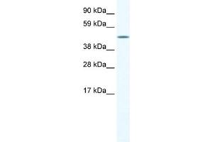 WB Suggested Anti-A830039H10RIK Antibody Titration:  1. (A830039H10RIK (C-Term) antibody)