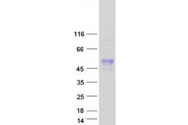 FAM187B Protein (Myc-DYKDDDDK Tag)