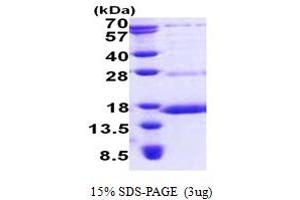 SDS-PAGE (SDS) image for NADH Dehydrogenase (Ubiquinone) Fe-S Protein 6, 13kDa (NADH-Coenzyme Q Reductase) (NDUFS6) (AA 28-124) protein (His tag) (ABIN5853085) (NDUFS6 Protein (AA 28-124) (His tag))