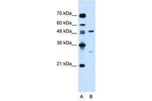 Image no. 1 for anti-Colony Stimulating Factor 1 (Macrophage) (CSF1) (N-Term) antibody (ABIN6736671) (M-CSF/CSF1 antibody  (N-Term))