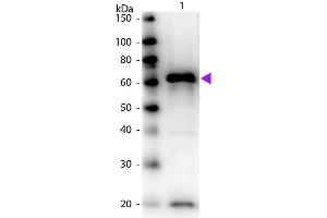Western Blot of Biotin Conjugated Rabbit anti-Myc Epitope Tag antibody. (Myc Tag antibody  (Biotin))