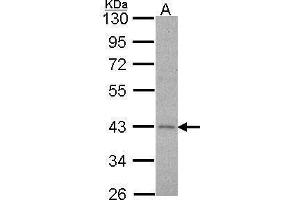 WB Image Sample (30 ug of whole cell lysate) A: Hela 10% SDS PAGE Alpha-2C adrenergic receptor antibody antibody diluted at 1:1000 (ADRA2C antibody  (C-Term))
