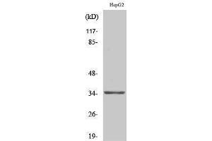 Western Blotting (WB) image for anti-Olfactory Receptor, Family 13, Subfamily H, Member 1 (OR13H1) (C-Term) antibody (ABIN3176488) (OR13H1 antibody  (C-Term))