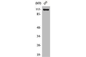 Western Blot analysis of NIH-3T3 cells using Cacna2d4 Polyclonal Antibody (CACNA2D4 antibody  (Internal Region))