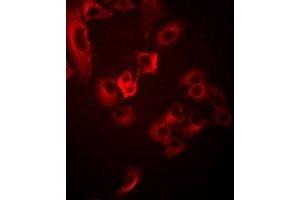 Immunofluorescent analysis of TUSC4 staining in Hela cells. (NPRL2 antibody)