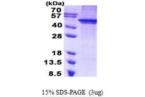 Image no. 1 for ARC protein (His tag) (ABIN1098571) (ARC protein (His tag))