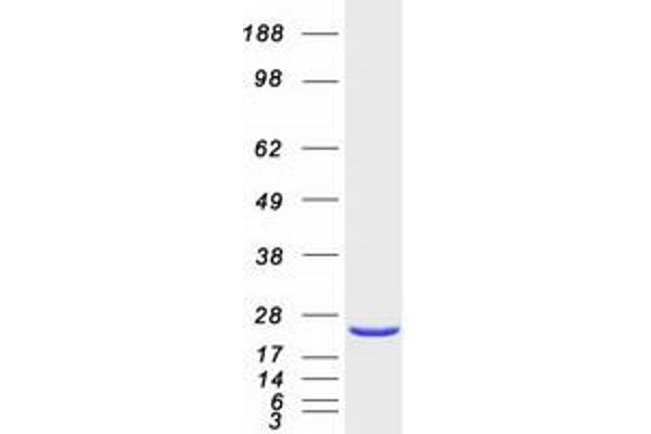 RAP2A Protein (Myc-DYKDDDDK Tag)