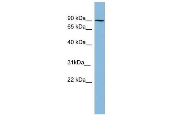 Pkc beta 1 antibody  (N-Term)