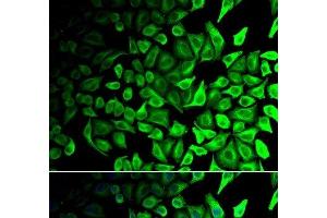 Immunofluorescence analysis of HeLa cells using DPP7 Polyclonal Antibody (DPP7 antibody)