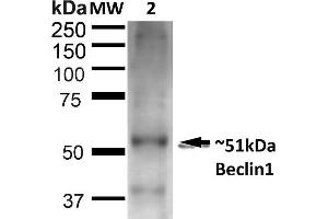 Western blot analysis of Rat Liver showing detection of ~51 kDa Beclin 1 protein using Rabbit Anti-Beclin 1 Polyclonal Antibody (ABIN2868750). (Beclin 1 antibody  (Biotin))