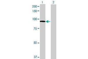 Lane 1: FXR2 transfected lysate ( 74. (FXR2 293T Cell Transient Overexpression Lysate(Denatured))