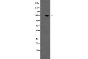 Western blot analysis of TYRO3 expression in NIH3T3 whole cell lysate ;,The lane on the left is treated with the antigen-specific peptide. (TYRO3 antibody  (C-Term))