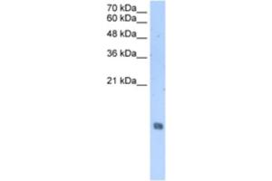Western Blotting (WB) image for anti-Histone Cluster 2, H2aa3 (HIST2H2AA3) antibody (ABIN2463431) (HIST2H2AA3 antibody)