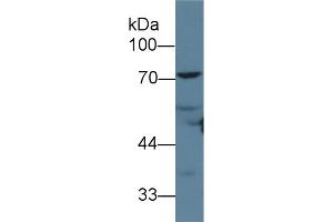 Detection of ANGPT1 in Rat Heart lysate using Polyclonal Antibody to Angiopoietin 1 (ANGPT1) (Angiopoietin 1 antibody  (AA 21-228))