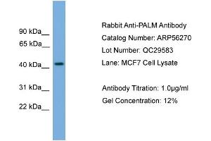 WB Suggested Anti-PALM  Antibody Titration: 0. (Paralemmin antibody  (N-Term))