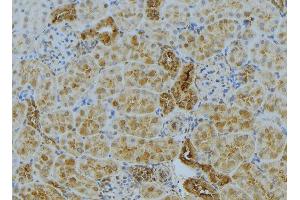 ABIN6272985 at 1/100 staining Mouse kidney tissue by IHC-P. (ACSL4 antibody  (N-Term))
