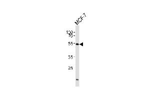 Western blot analysis of lysates from MCF-7 cell line ,using Adrenergic Receptor alpha-2B Antibody (ABIN484260 and ABIN1533641). (ADRA2B antibody)