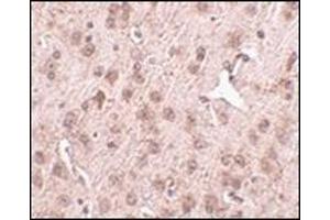 Immunohistochemistry of NIPSNAP3A in mouse brain tissue with this product at 2. (NIPSNAP3A antibody  (Center))