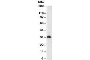 Western Blotting (WB) image for anti-Histone antibody (ABIN3024807)