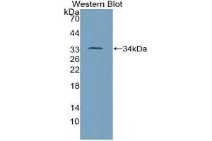 Western Blotting (WB) image for anti-Tumor Protein P53 (TP53) (AA 134-387) antibody (ABIN1078634) (p53 antibody  (AA 134-387))