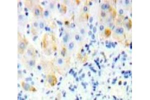 #VALUE! (SIGLEC12 antibody  (AA 27-141))