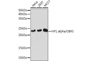 Western blot analysis of extracts of various cell lines, using HP1 alpha/CBX5Rabbit mAb (ABIN1678748, ABIN3018030, ABIN3018031 and ABIN7101571) at 1:1000 dilution. (CBX5 antibody)