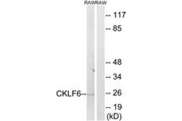 CMTM6 antibody  (AA 131-180)