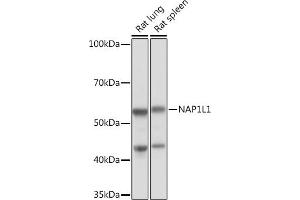 NAP1L1 antibody