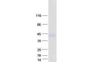 Validation with Western Blot (LPPR1 Protein (Transcript Variant 1) (Myc-DYKDDDDK Tag))