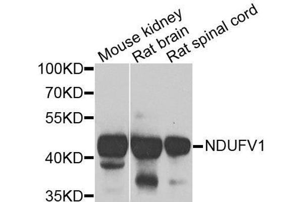 NDUFV1 antibody  (AA 1-250)