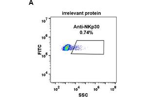 Expi 293 cell line transfected with irrelevant protein  (A) and human NKp30  (B) were surface stained with Rabbit anti-NKp30 monoclonal antibody 15 μg/mL  (clone: DM88) followed by Alexa 488-conjugated anti-rabbit IgG secondary antibody. (NCR3 antibody  (AA 19-135))