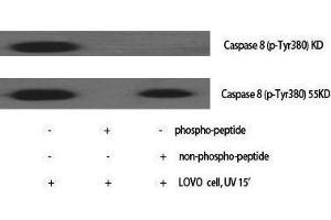 Western Blotting (WB) image for anti-Caspase 8 (CASP8) (pTyr380) antibody (ABIN3182299) (Caspase 8 antibody  (pTyr380))