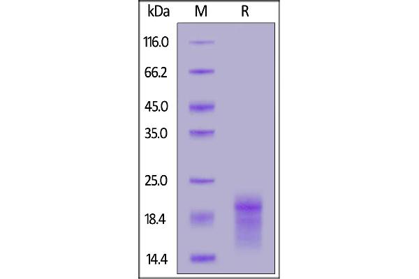 HBEGF Protein (AA 63-148) (His tag)