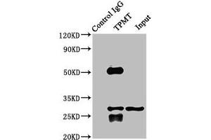 Immunoprecipitating TPMT in K562 whole cell lysate Lane 1: Rabbit control IgG instead of ABIN7171992 in K562 whole cell lysate. (TPMT antibody  (AA 4-244))