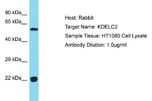 Host: Rabbit Target Name: KDELC2 Sample Type: HT1080 Whole Cell lysates Antibody Dilution: 1. (KDELC2 antibody  (C-Term))