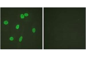 Immunofluorescence (IF) image for anti-Histone 3 (H3) (AA 15-34) antibody (ABIN2890741) (Histone 3 antibody  (AA 15-34))