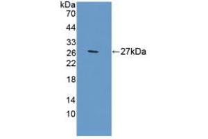 Western blot analysis of recombinant Rat APOA1. (APOA1 antibody)